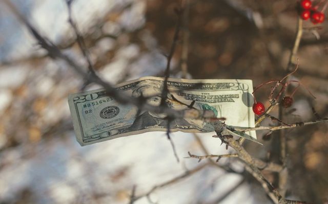 money in a tree branch